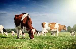 2024 Yılında Almanya ve Türkiye Arasındaki Büyük ve Küçükbaş Hayvancılık