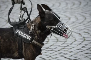 Hollanda'nın Rhoon kentinde polisin gözaltına almaya çalışırken şok tabancası kullandığı