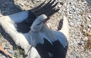 Kapıkule sınır kapısına bir km kala feci laza yaşandı. Alman