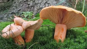Bolu Ticaret ve Sanayi Odası (TSO) Başkanı Türker Ateş, "Bu