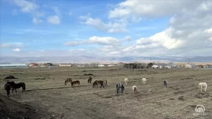 Köylülerin yazın köy işlerinde kullandığı, kışın ise yem vermemek için
