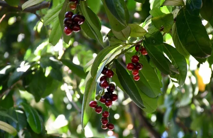 Karadeniz’in gizli hazinesi: Karayemiş (Taflan) lezzetli