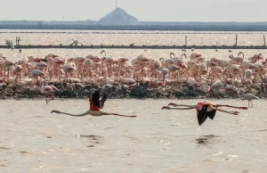 Flamingoların Türkiye'deki iki üreme sahasından biri olan İzmir Kuş Cenneti'ndeki