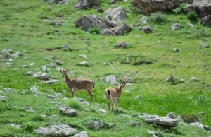 Tunceli'nin Ovacık ilçesinde, avlanması yasak ve koruma altında olan yaban