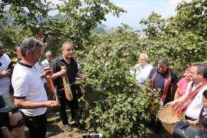 Kemençe ve türküler eşliğinde sembolik olarak fındık hasadı başlatıldı