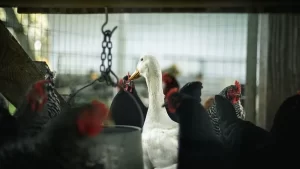 Danimarka’nın Jutland Yarımadası'ndaki Viborg Belediyesinin sınırlarında yer alan Lövel köyündeki