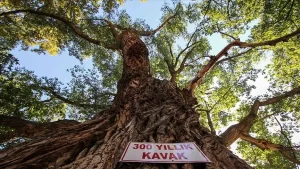 Çevre ve Şehircilik Bakanlığı, Konya'da 400 yaşındaki Türk meşesi, Aydın'da