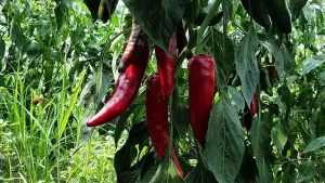 Türk mutfağında yemeklere rengi ve aromasıyla farklı bir lezzet katan