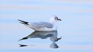Doğa Koruma ve Milli Parklar Genel Müdürlüğü ekipleri ile Sakarya