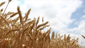 Bitki Islahçıları Alt Birliği (BİSAB) Başkanı Vehbi Eser, Türkiye'nin farklı