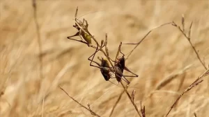 Doğu Afrika'da her geçen gün daha fazla tarım arazisini tehdit