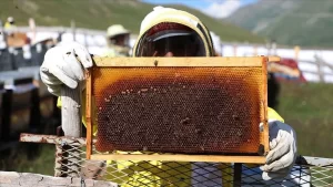 Fiyatı altınla yarışan Anzer balını üretebilmek için her yıl mayıs