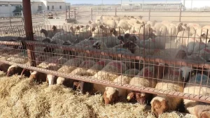 Türk İşbirliği ve Koordinasyon Ajansı Başkanlığı (TİKA), Kuzey Kıbrıs Türk
