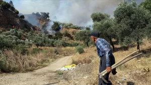 Aydın'ın Efeler ilçesinde zeytin ve incir ağaçlarının bulunduğu alanda çıkan