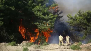 Hatay'ın Belen, İskenderun ve Arsuz ilçelerindeki orman yangınlarıyla ilgili gözaltına