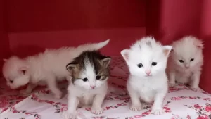 Kedilerin otizmli çocuklar üzerinde olumlu etki yarattığı bildirildi.