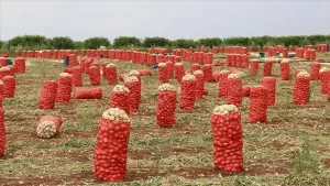 Soğan ve patates ihracatındaki ön izin şartının kaldırılması kararında, her