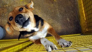 Sky News'in haberine göre, Çin'de Kovid-19 salgını tedbirleri kapsamında köpeklerin