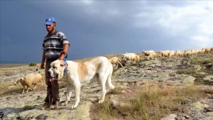 "Anadolu aslanı'' olarak da bilinen Türk çoban köpeği Aksaray malaklısı,