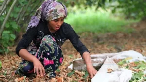 Ordu Büyükşehir Belediyesi tarafından hayata geçirilen "Fındık Toplamaya Büyükşehir Eli
