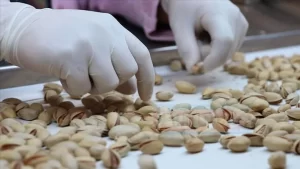 Ticaret Bakanı Ruhsar Pekcan, "Yoğun temaslarımız doğrultusunda Antep fıstığı ihracatına