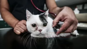 Hayvanseverler tarafından sokakta bulunan ve Ankara'daki bir kedi hastanesine getirilen