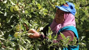 Erzincan'da yürütülen proje kapsamında yetiştirilen elmalar, kentteki bir fabrikada konsantre