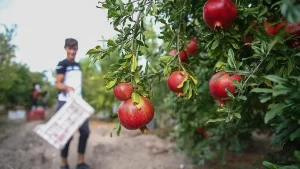 Narda fiyat da verim de arttı Antalya'da 42,7 bin dekar