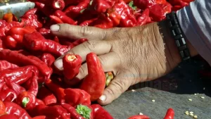 Şanlıurfa'da isot üretiminde çalışan kadınlar, hem kentin ekonomisine hem de