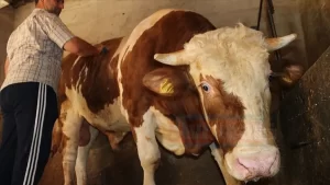 Elazığ'da besici Hayri Ataş, "Herkül" ismini verdiği 1,5 tonluk boğasını