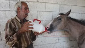 Şanlıurfa'nın Suruç ilçesinde, annesi doğum sırasında ölen tay, sahibi tarafından