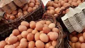 Belçika'da bir şirket tarafından piyasaya sürülen ve yüksek miktarda dioksine