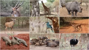 Senegal'in başkenti Dakar'a 65 kilometre uzaklıktaki Bandia Rezervi, ziyaretçilerine Afrika