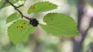 Sağlık açısından çeşitli faydaları olduğu bilinen ve özellikle kış aylarında