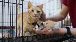 Siirt'te yaralanan yavrusuna refakatçi olarak hayvan hastanesine götürülen kedi, tedavi