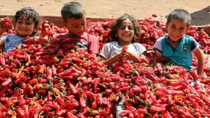 Zengin yemek kültürüyle Türkiye'nin öne çıkan kentlerinden Şanlıurfa'da, tadı, rengi