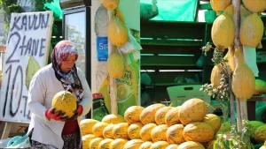 Manisa'da dayanıklılığı ve aromasıyla ünlü coğrafi işaretli Kırkağaç kavununda bereketli