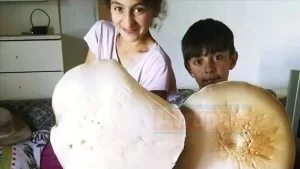 Kars'ta sağanak yağışın ardından gezintiye çıkan köylüler, yaklaşık 3 kilogram