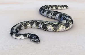 60 milyon yıl önce dünyayı kasıp kavuran Titanoboa, Kolombiya'da bulunan