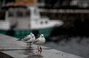 İstanbul'da dün bazı ilçelerde akşam saatlerinde başlayan kar yağışı, kent