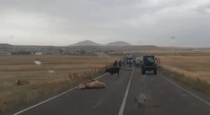 Kars'ın Selim ilçesinde su tankerinin sürüye çarptığı kazada biri çocuk