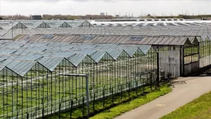 Hollanda'da seracılık sektöründe yüksek enerji maliyetleri nedeniyle gıda ve çiçek
