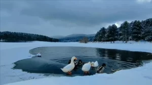 En yüksek noktası 2 bin 446 metre olan Akdağ, Sandıklı