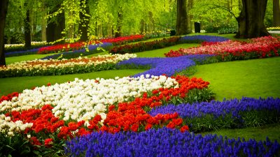 Hollanda, sadece bisikletleri, kanalları ve yel değirmenleriyle değil, dünyaca ünlü