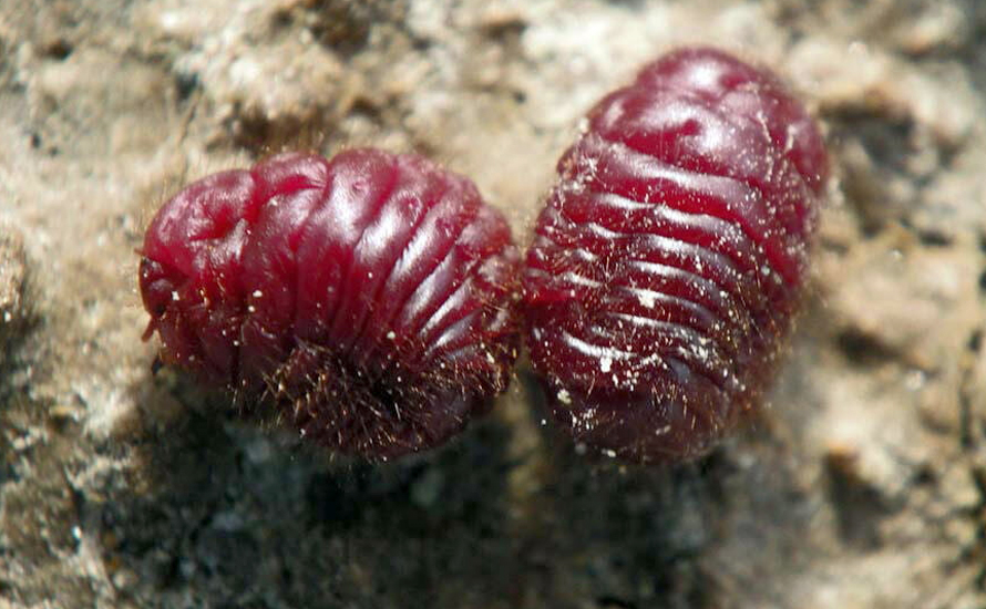 Kırmızı gıdalarda böcek kaynaklı katkı olabilir?