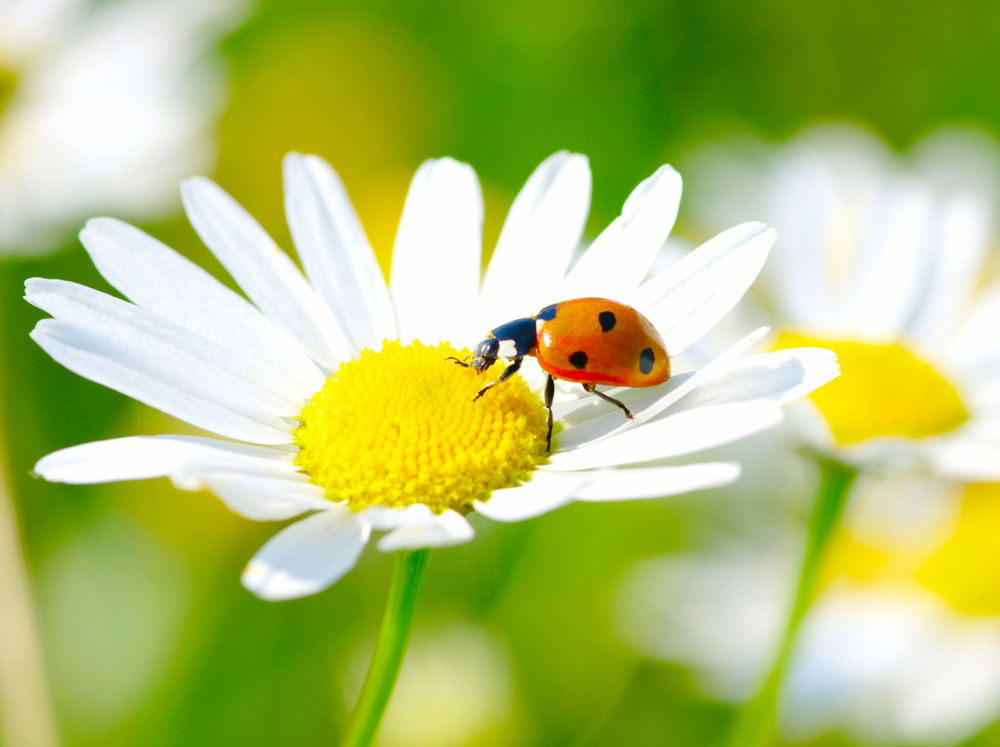 İlk Cemre Düştü! Bahar Kapıda