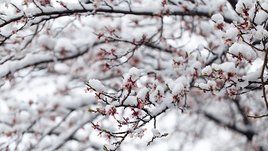 Almanya’da kış geri mi dönüyor: Soğuk hava ve don uyarısı