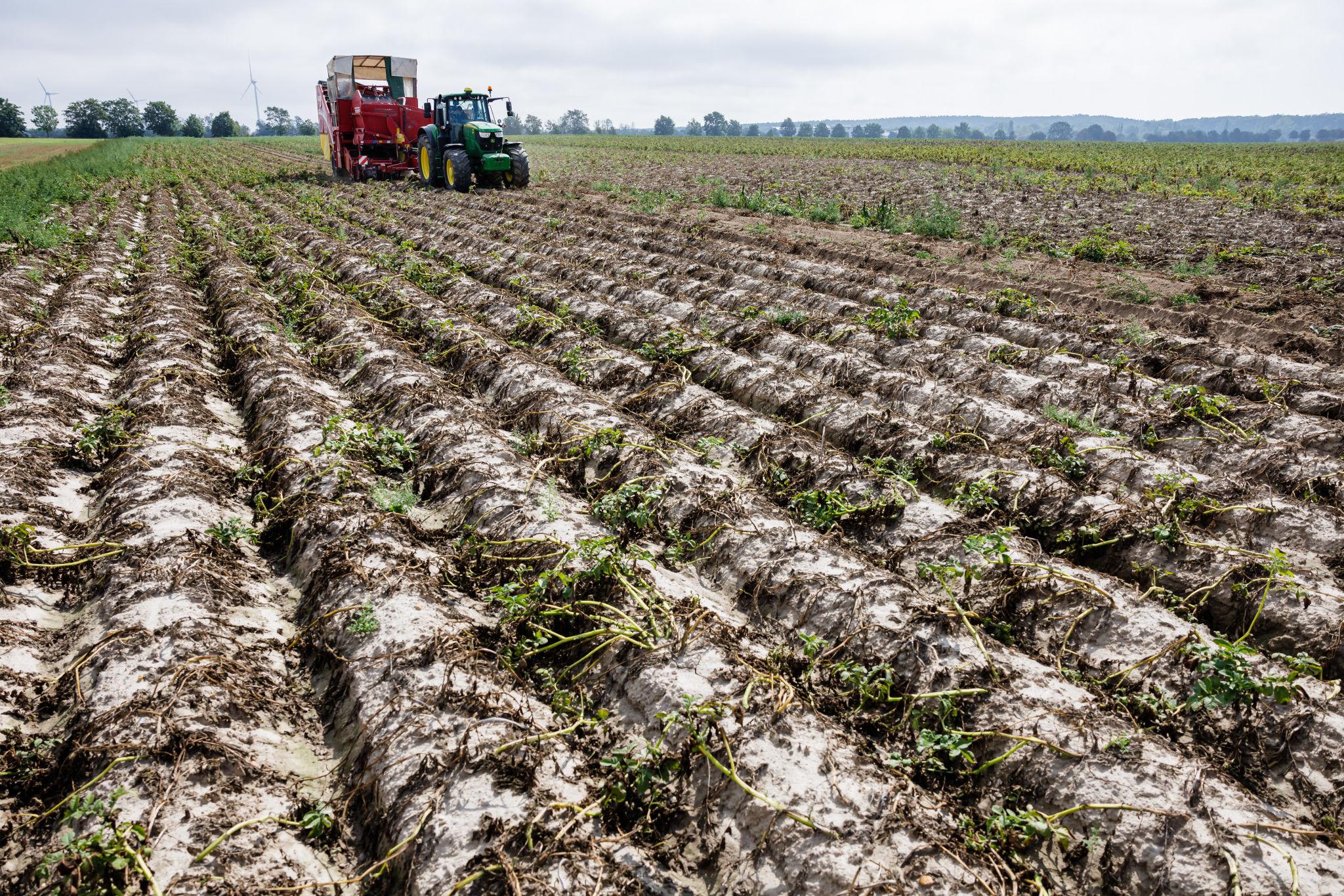 Avrupa’da patates üretiminde büyük kayıp endişesi: Almanya ve Hollanda da risk altında